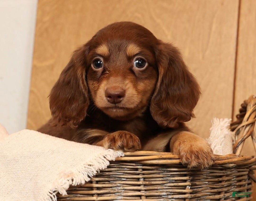 Miniature Dachshund dogs for sale: Freddy - Ad 4