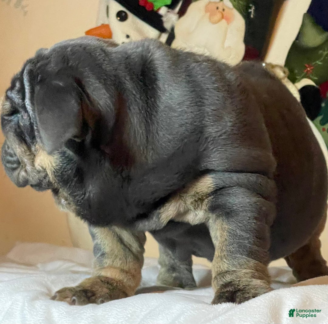 English Bulldog dogs for sale: Smoothie - Ad 4