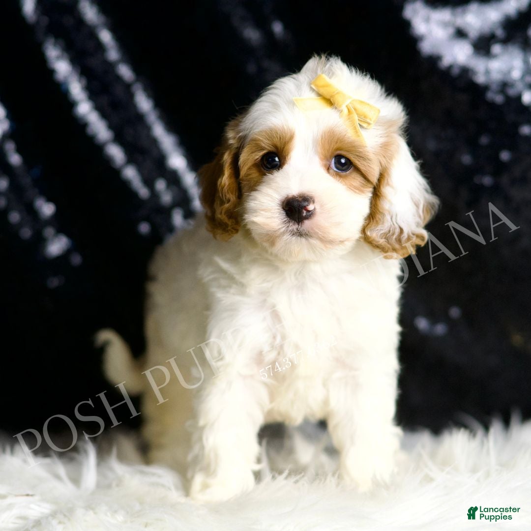 Cavapoo dogs Odin - Ad 14