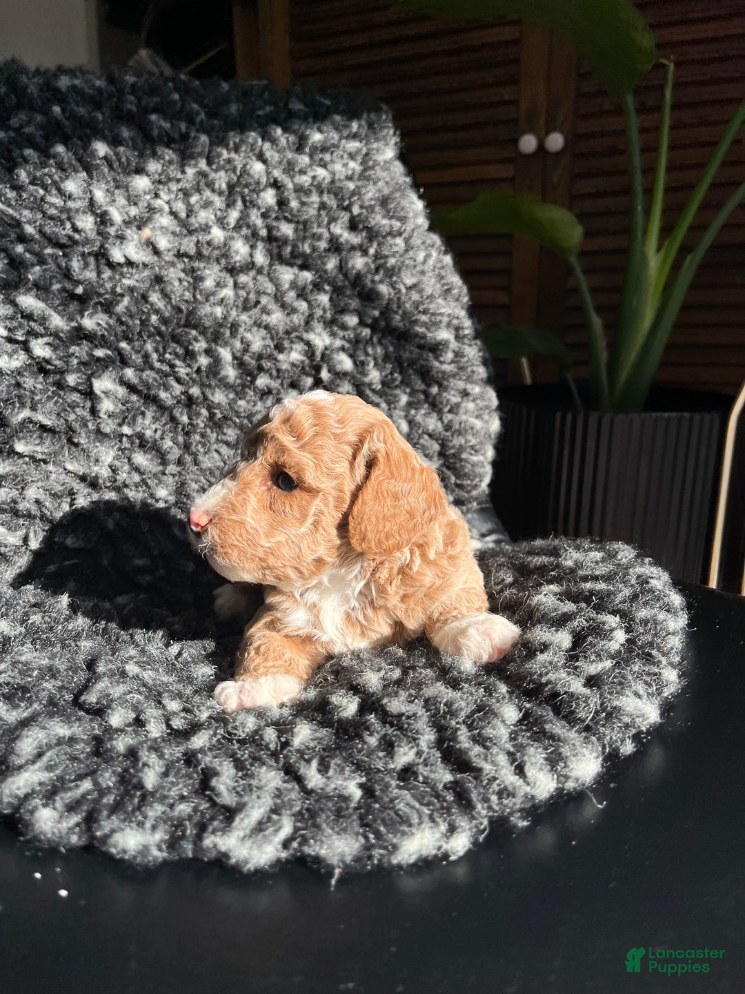 Mini Goldendoodle dogs for sale: Ophelia - Ad 3