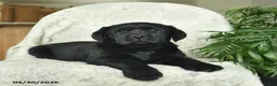 Labrador Retriever dogs for sale: Misty  - Ad 2