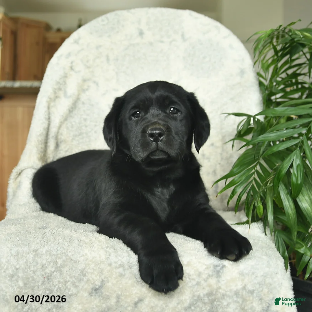 Labrador Retriever dogs for sale: Misty  - Ad 2