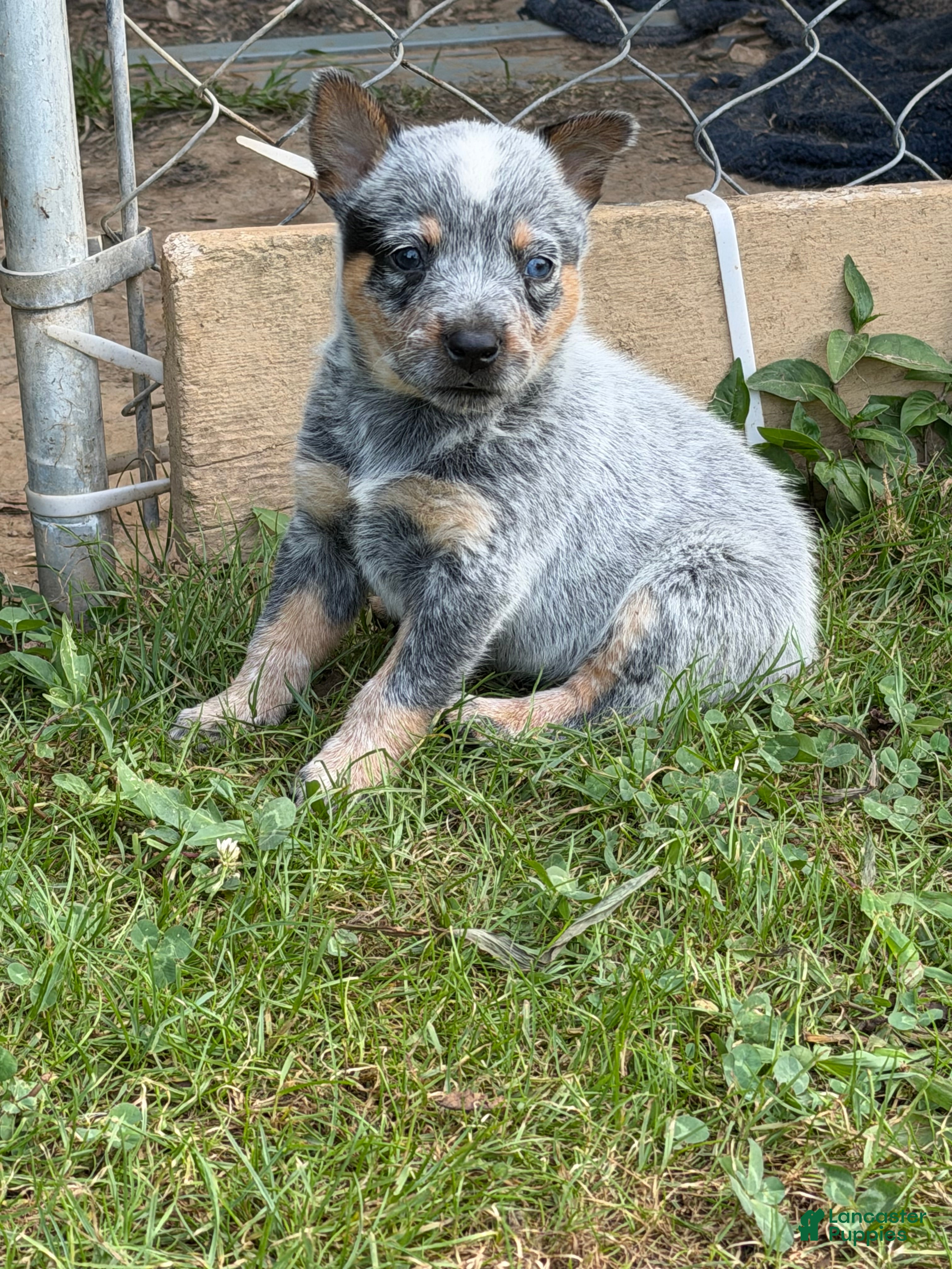 Australian Cattle Dog dogs Australian Cattle Dog 4 - Ad 11