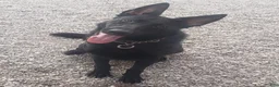 Mixed Breed dogs for sale: Nebula  - Ad 6