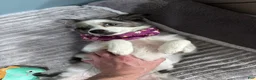 Mixed Breed dogs for sale: PopTart - Ad 10