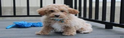 Bichpoo dogs for sale: Rio - Ad 7