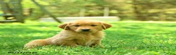 Golden Retriever dogs for sale: Parker - Ad 3