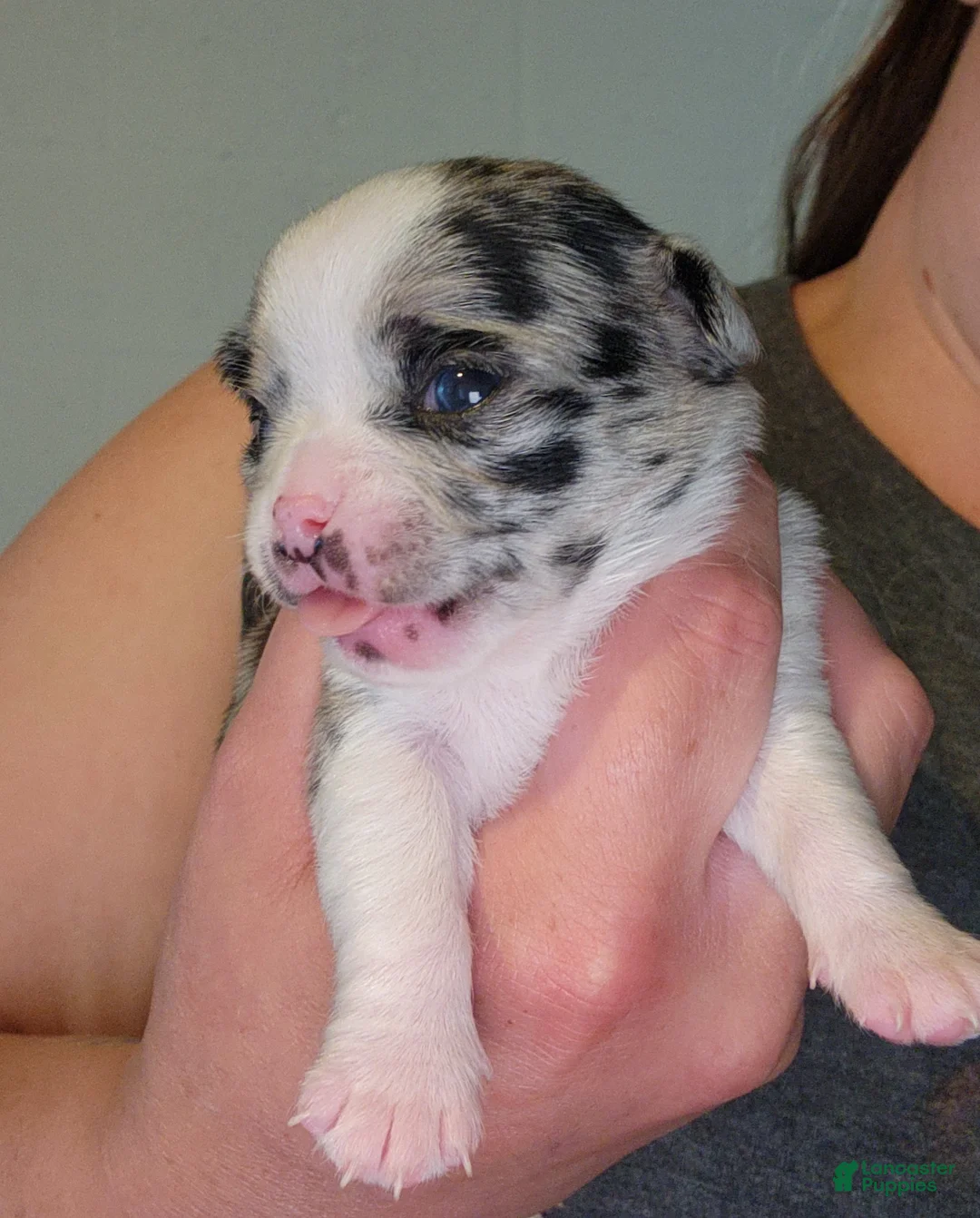 Chihuahua dogs for sale: SPECKELS  - Ad 2