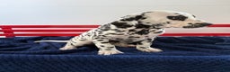 Dalmatian dogs for sale: Taylor - Ad 19