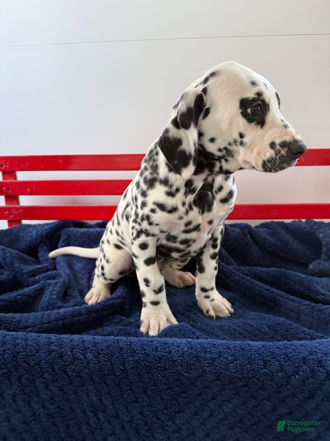 Dalmatian dogs for sale: Taylor - Ad 19