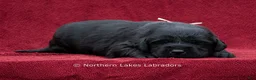 Labrador Retriever dogs for sale: Nellie - Ad 3