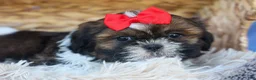 Shih Tzu dogs for sale: ROSCOE - Ad 10