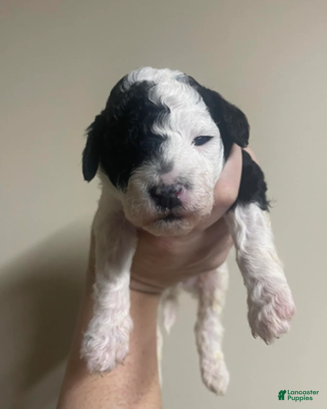 Goldendoodle dogs for sale: Daisy - Ad 5