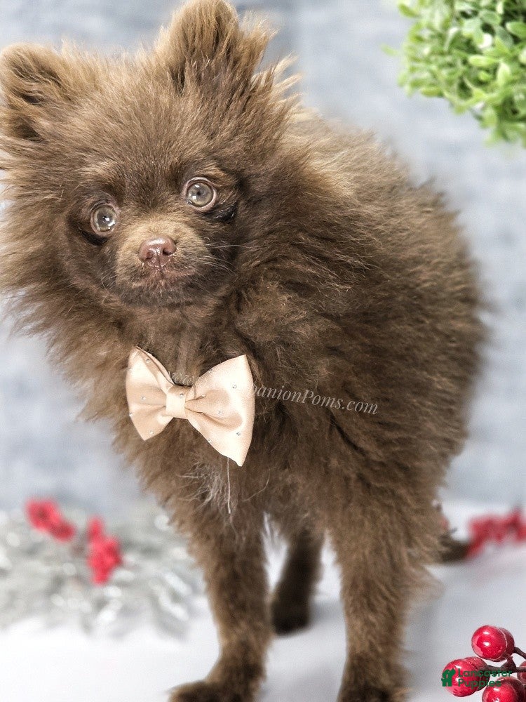 Pomeranian dogs Chocolate Chip - Ad 26