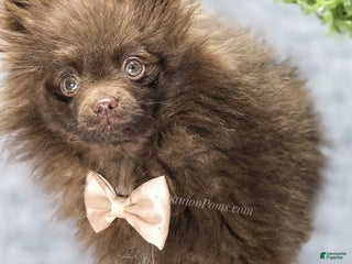 Pomeranian dogs Pomeranian Puppy 1 - Ad 1