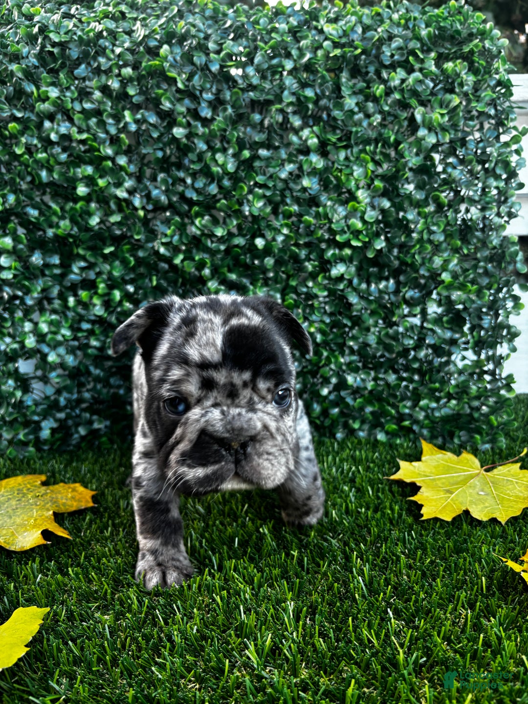 French Bulldog dogs for sale: Lighting - Ad 1