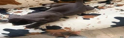 Great Dane dogs for sale: Brisket - Ad 11