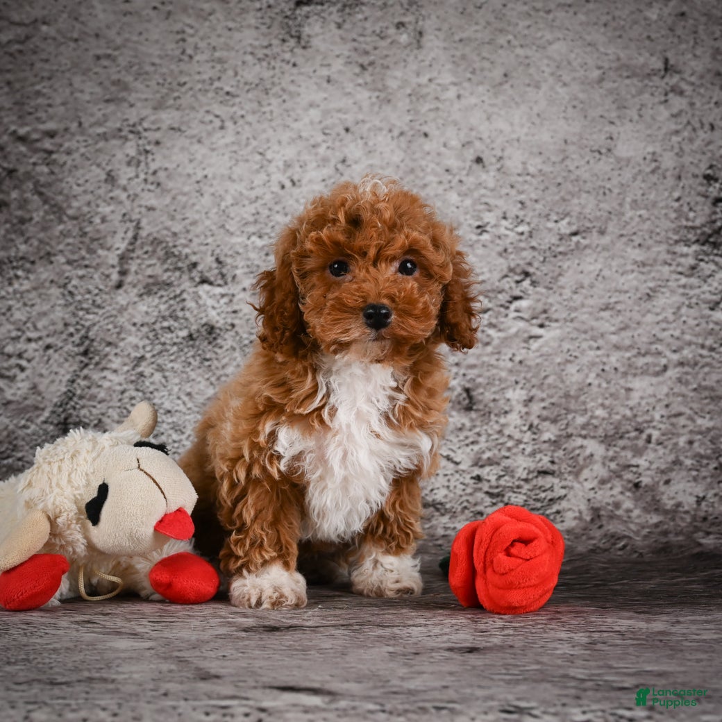 Bichpoo dogs Sandy - Ad 2