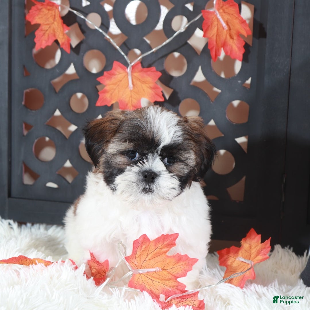 Shih Tzu dogs for sale: Zoro - Ad 1