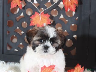 Shih Tzu dogs Zoro - Ad 14