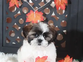 Shih Tzu dogs Zoro - Ad 15