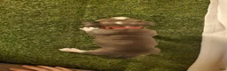 American Bully dogs for sale: American Bully 6 - Ad 3