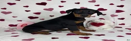 Doberman Pinscher dogs for sale: Daisey - Ad 3