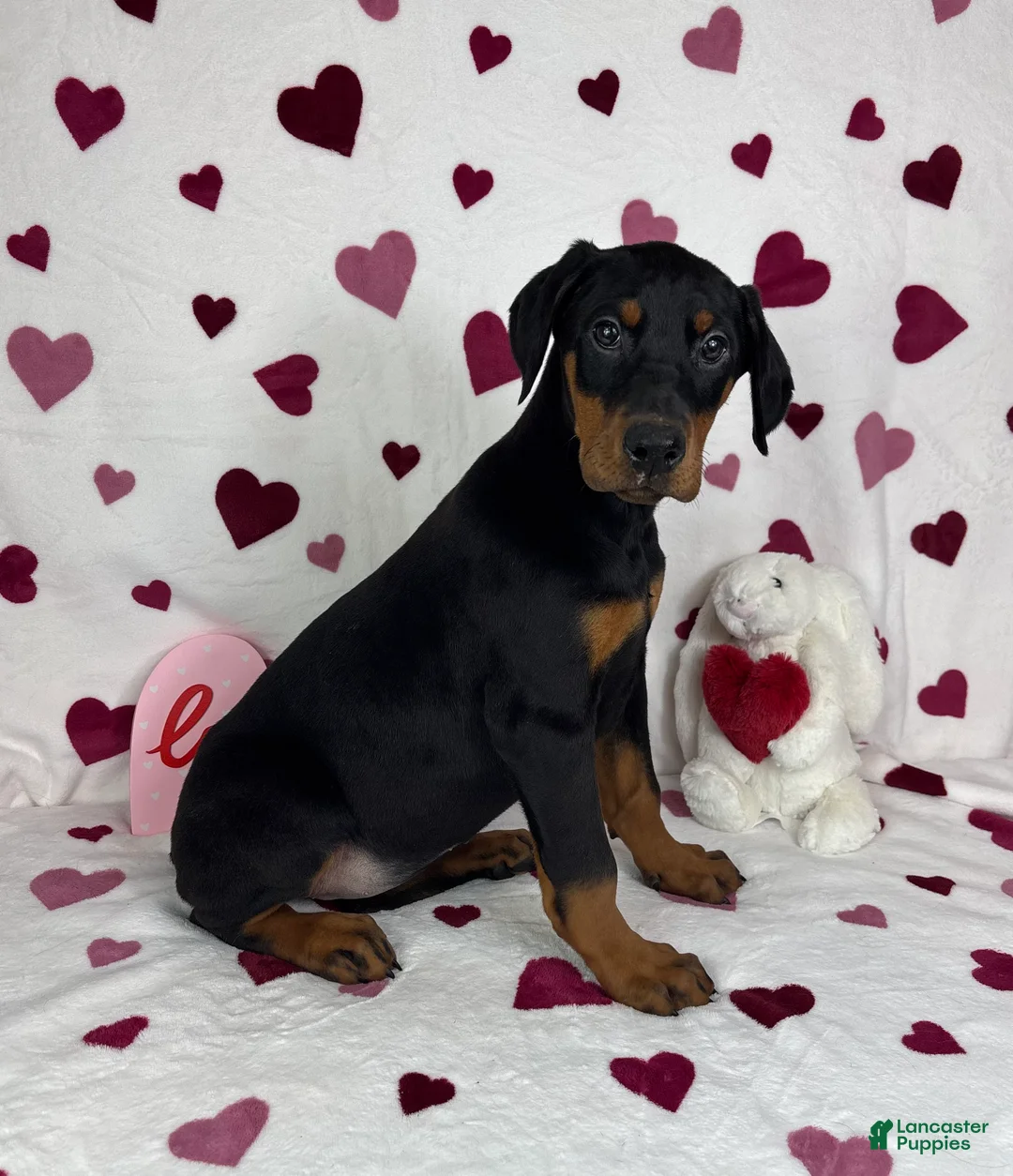 Doberman Pinscher dogs for sale: Daisey - Ad 3