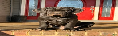 Neapolitan Mastiff Puppy 1