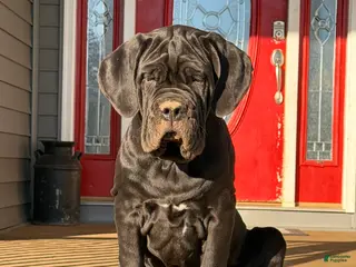 Neapolitan Mastiff dogs for sale: Neapolitan Mastiff Puppy 1 - Ad 2