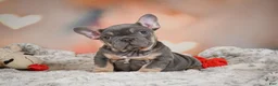 French Bulldog dogs for sale: Adam - Ad 10