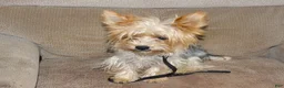 Yorkshire Terrier dogs for sale: Yorkshire Terrier Puppy 3 - Ad 3