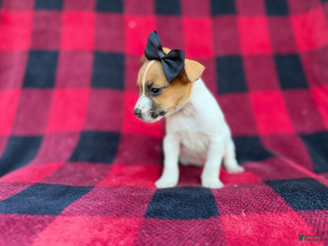 Jack Russell Terrier dogs for sale: Bailey  - Ad 5