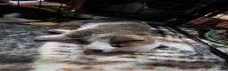 Welsh Corgi Pembroke dogs for sale: Welsh Corgi Pembroke 4 - Ad 14