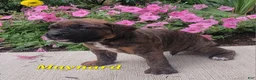 Boxer dogs for sale: Maynard - Ad 3