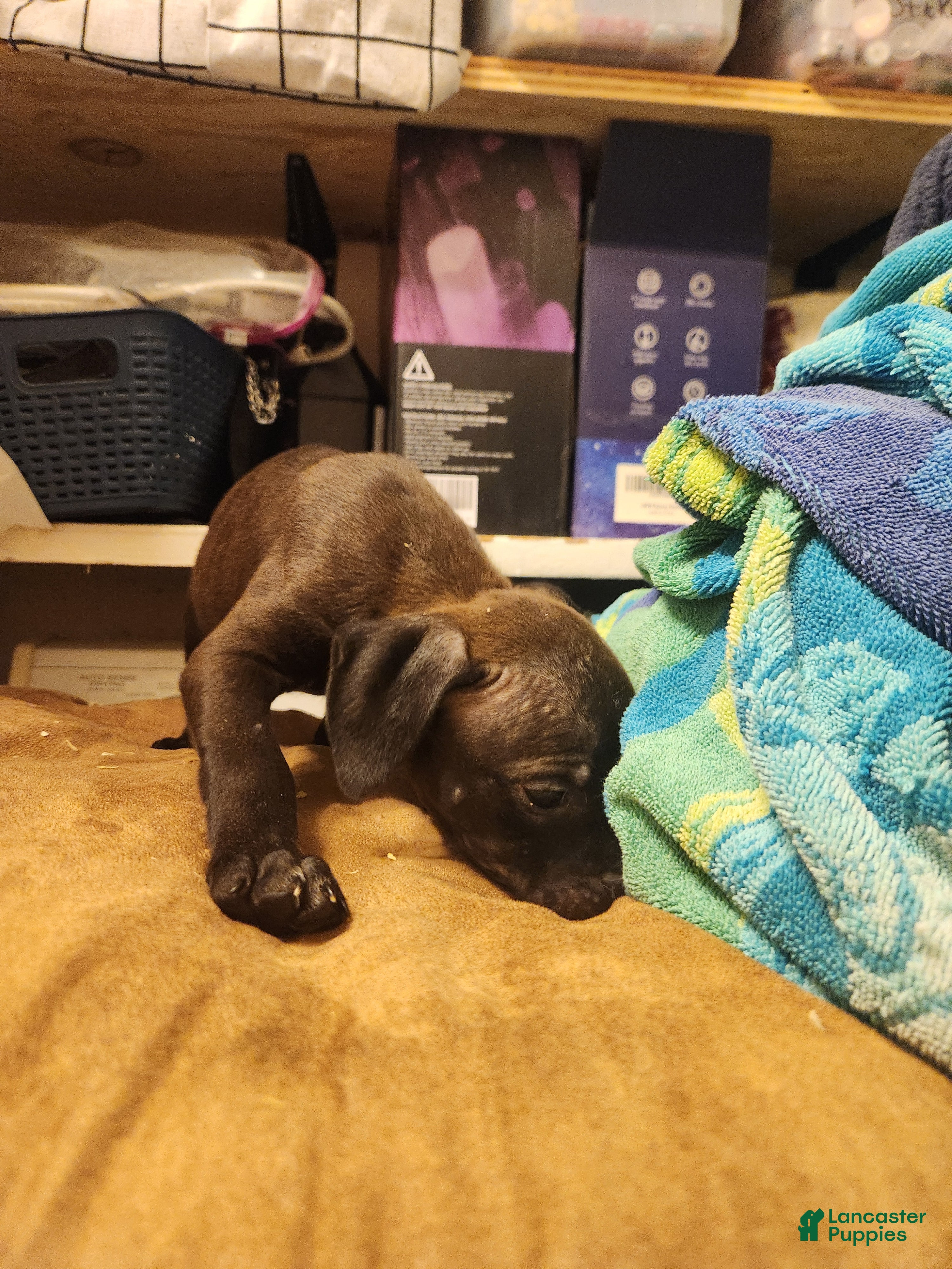 American Pit Bull Terrier dogs American Pit Bull Terrier 5 - Ad 25