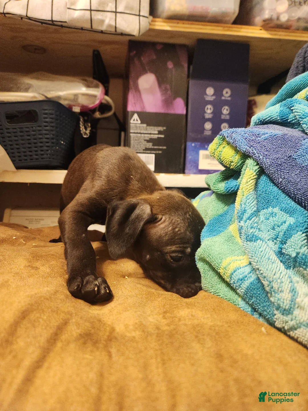 American Pit Bull Terrier dogs for sale: American Pit Bull Terrier 5 - Ad 1