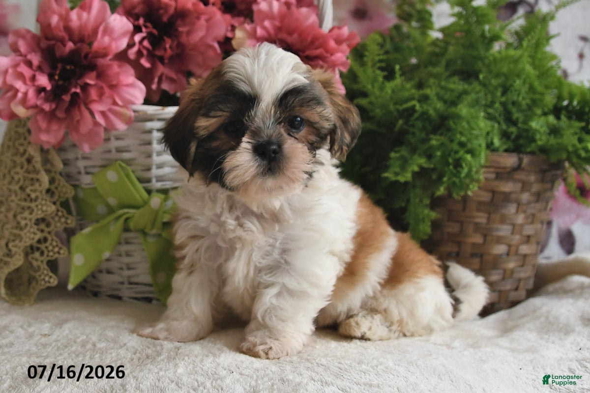 Shih Tzu dogs Micah - Ad 2