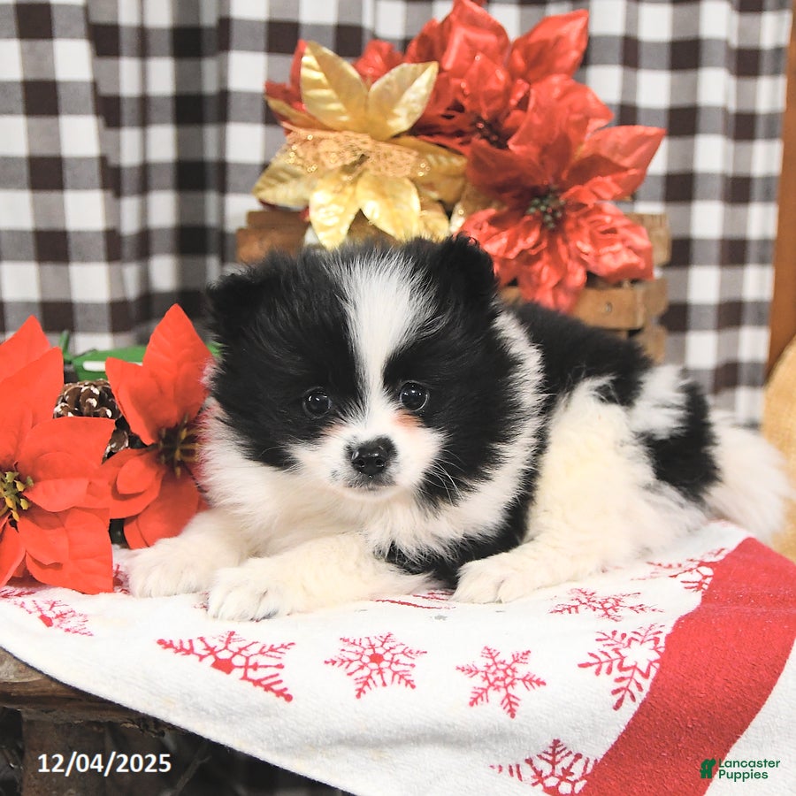 Pomeranian dogs Joy - Ad 21