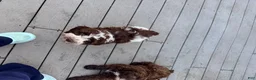 Mixed Breed dogs for sale: Luka Male - Ad 6