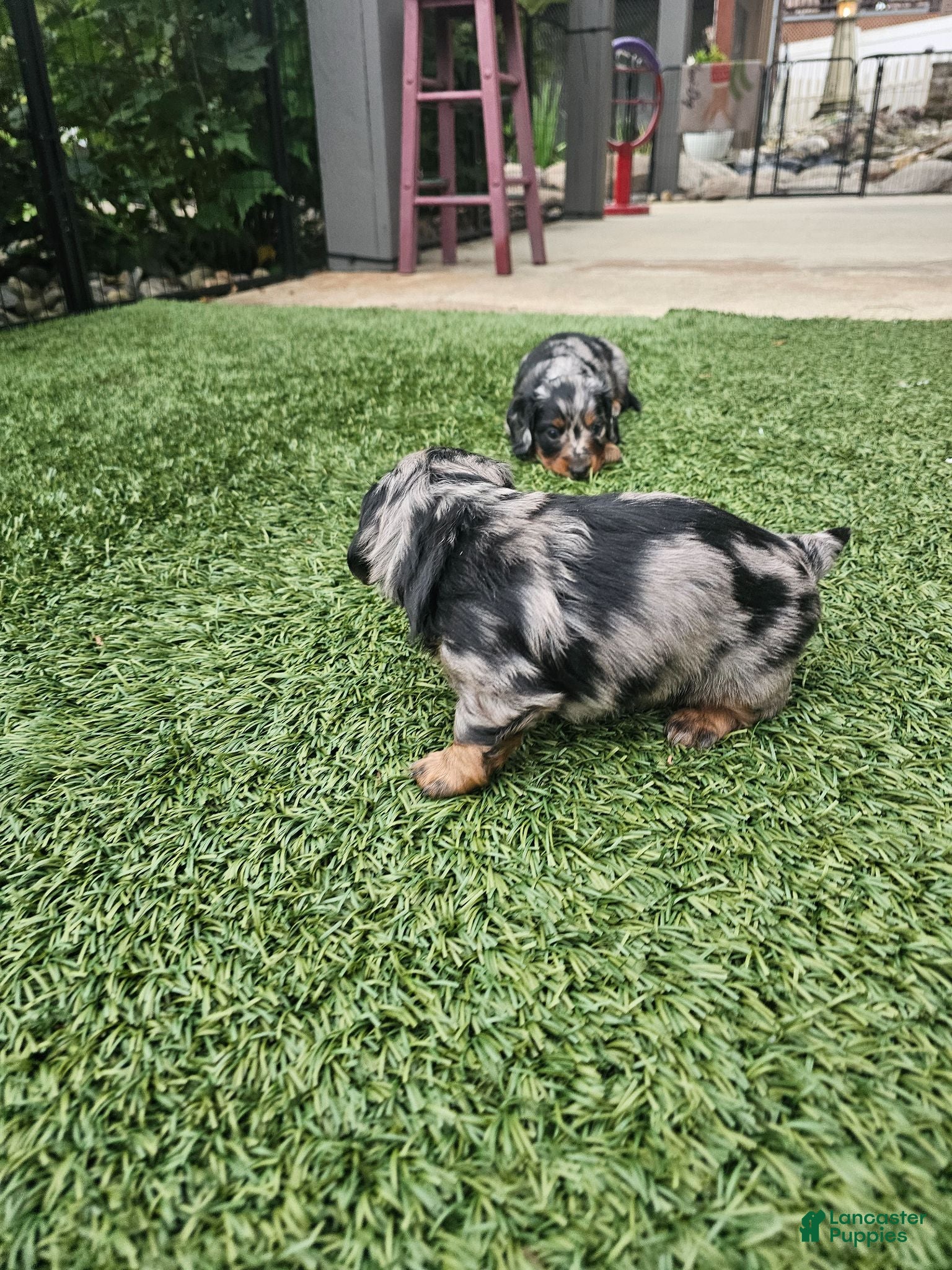 Miniature Dachshund dogs Miniature Dachshund 2 - Ad 2