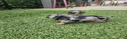 Miniature Dachshund dogs for sale: Miniature Dachshund 2 - Ad 2
