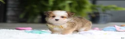 Mixed Breed dogs for sale: Scout  - Ad 3