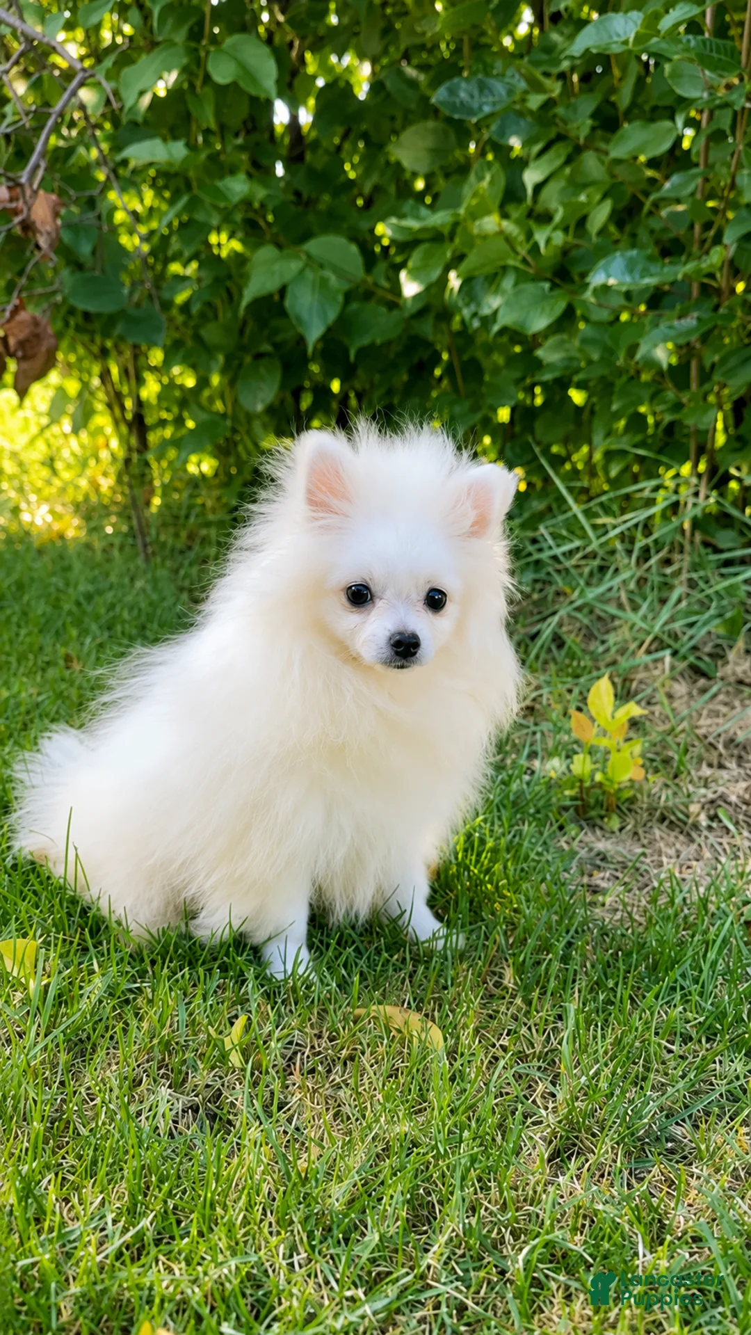 Pomeranian dogs for sale: Pomeranian Puppy female Zoey  - Ad 2