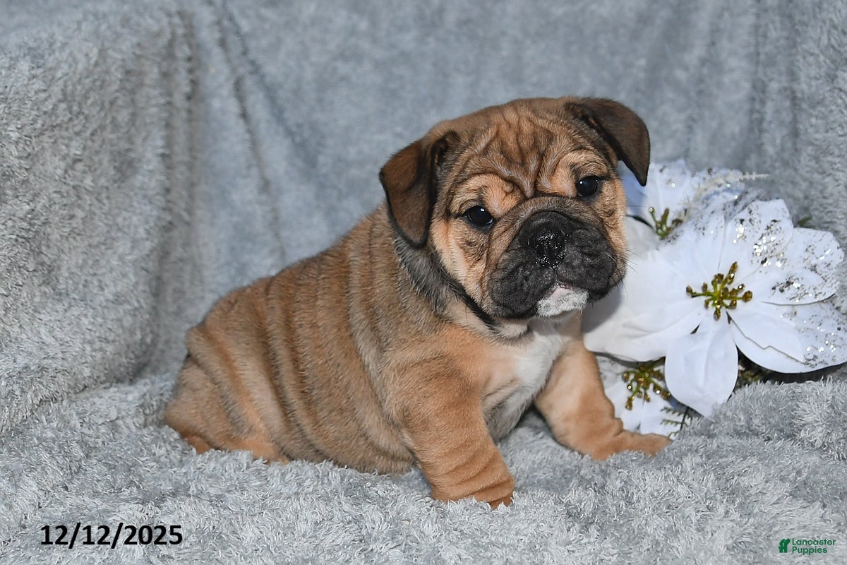 English Bulldog dogs Sonya - Ad 19