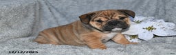 English Bulldog dogs for sale: Sonya - Ad 1