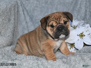 English Bulldog dogs Sonya - Ad 26