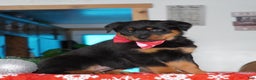 Rottweiler dogs for sale: Lola - Ad 4