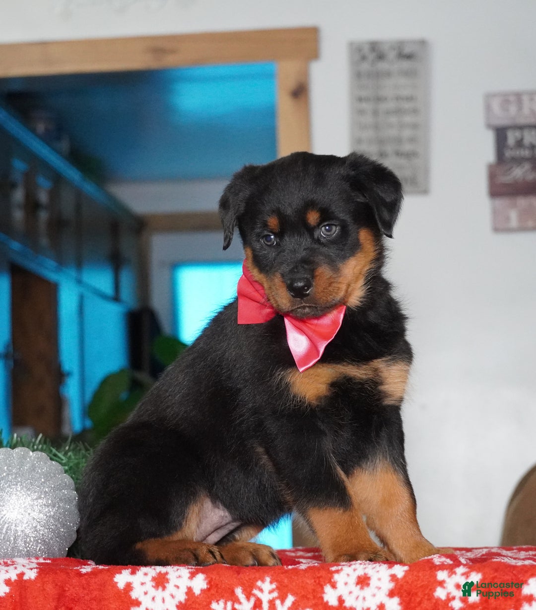 Rottweiler dogs for sale: Lola - Ad 4