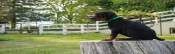 Doberman Pinscher dogs for sale: Macho - Ad 2